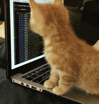 A gif of an orange kitten staring at a computer screen with code on it.